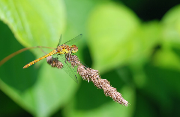 Common Darter - Dragonflies and damselflies