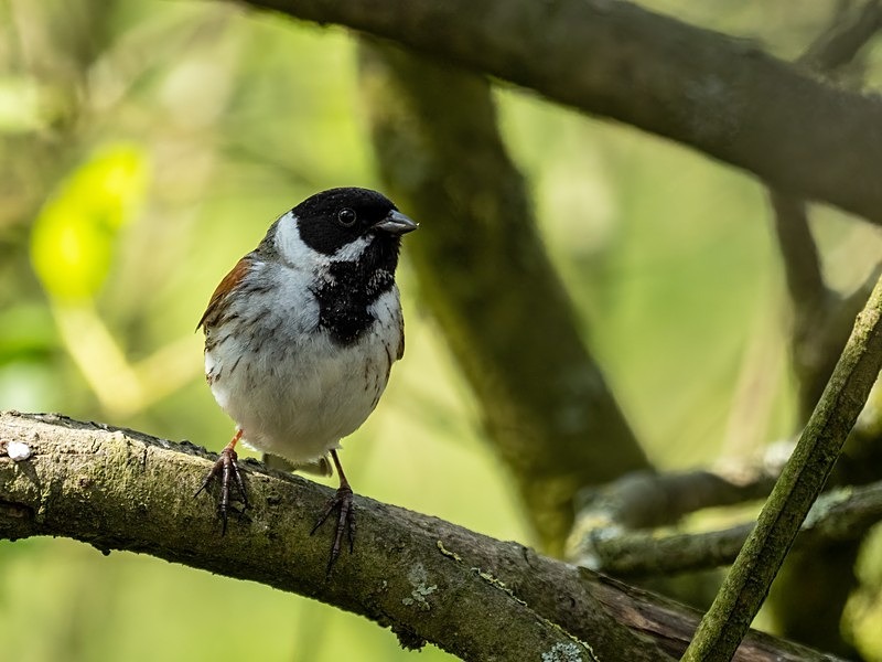 Reed Bunting - Buntings