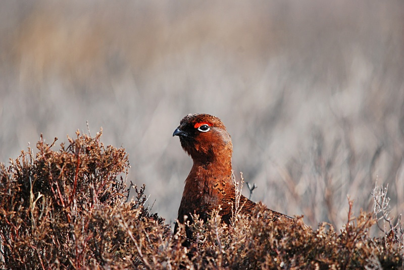 Red Grouse - Game birds