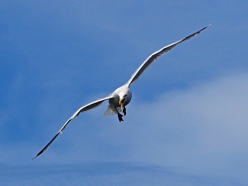 Herring Gull - Gulls