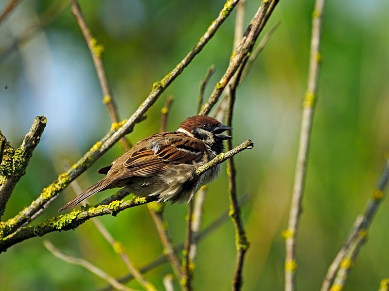Tree Sparrow - Sparrows
