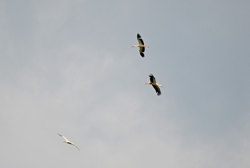 White Storks - Romania