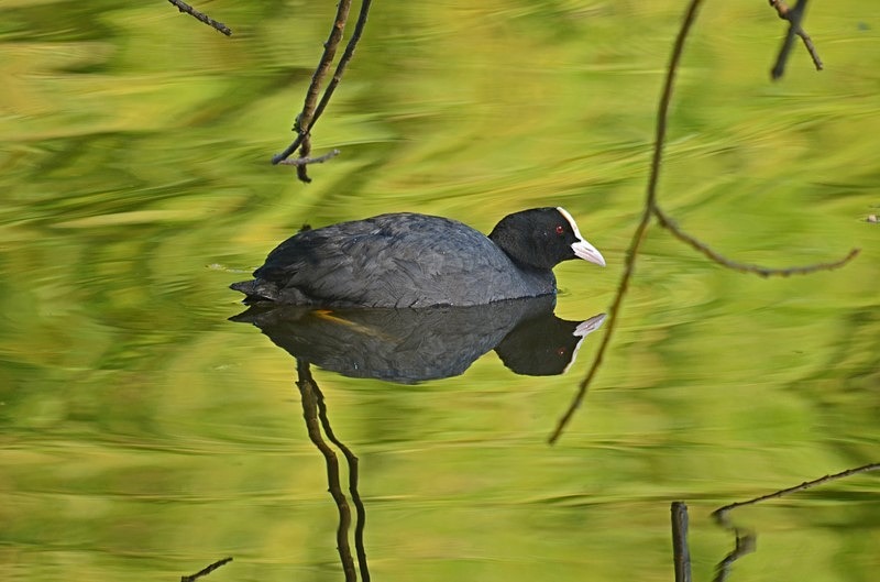 Coot - Crakes and rails