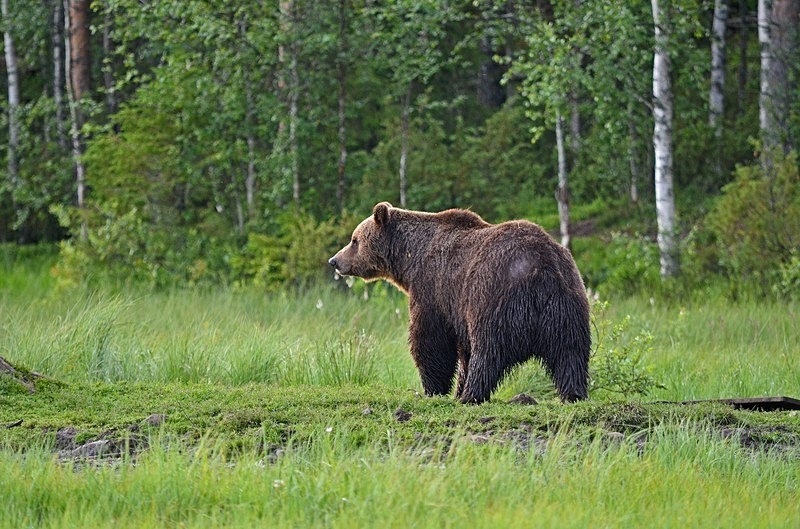 Brown Bear - North Finland - part 2