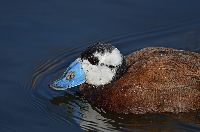 White-headed Duck - Diving ducks