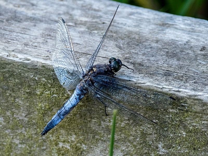 Black-tailed Skimmer - Dragonflies and damselflies