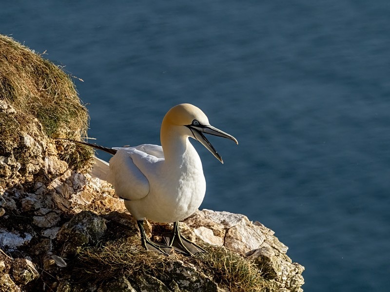 Gannet - Gannets
