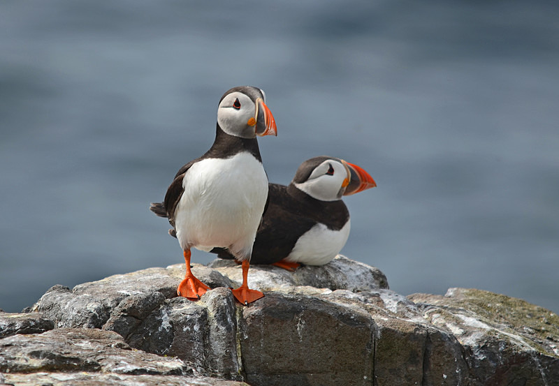 Puffins - Puffins
