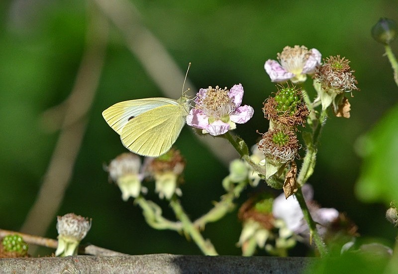 Large White - Butterflies