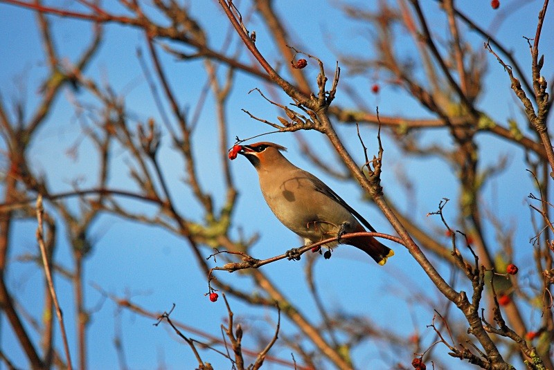 Waxwing - Waxwings