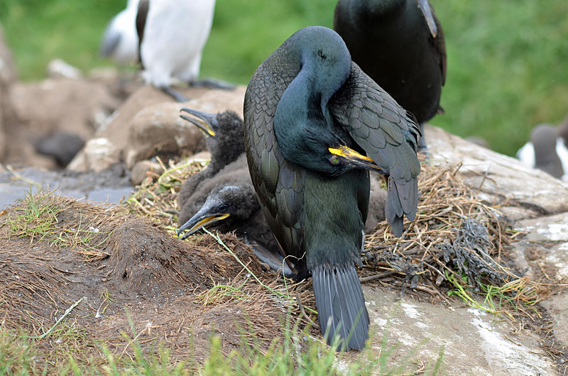 Shag and chicks - Cormorants and Shags