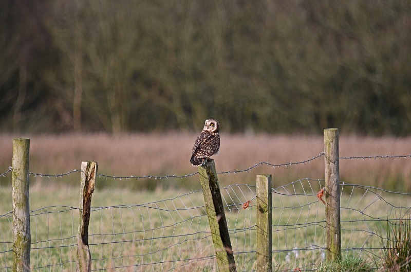 Short-eared Owl - Owls