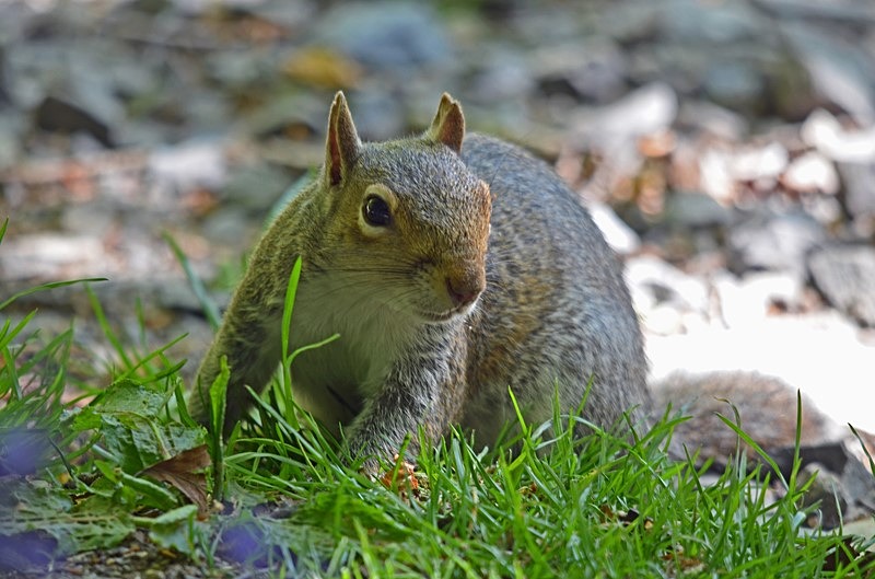 Grey Squirrel - Grey Squirrels