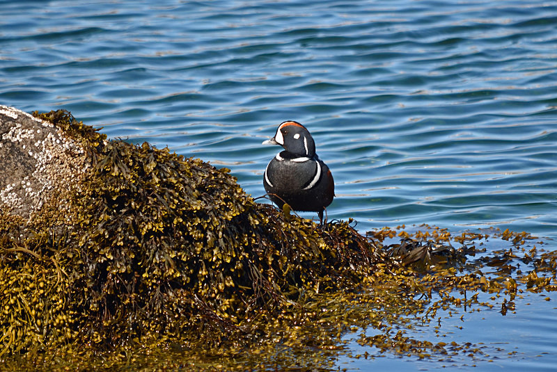 Harlequin Duck - Westfjords