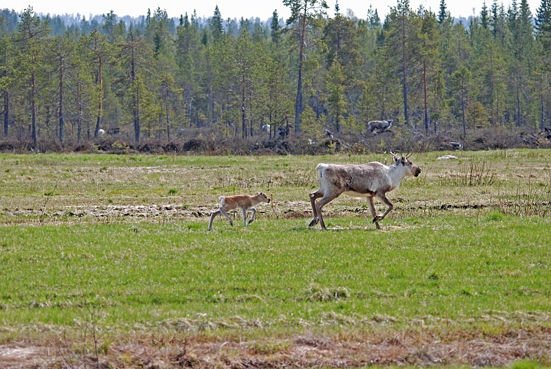 Reindeer - North Finland and north Norway - May and June 2009