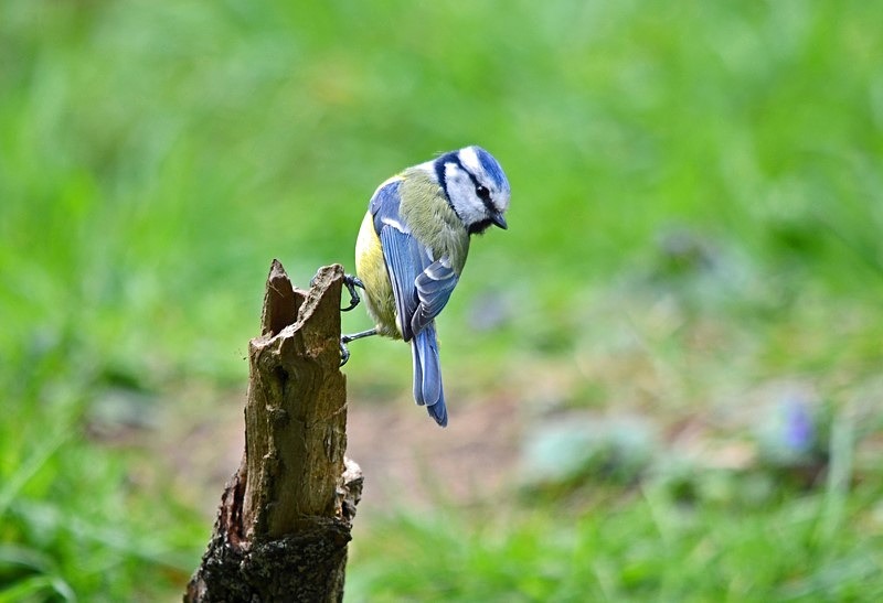 Blue Tit - Tits