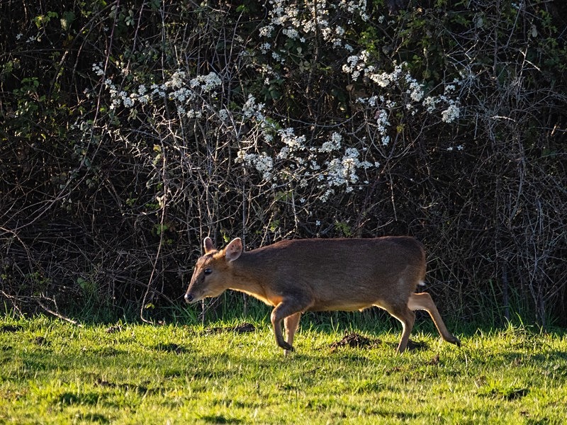 Reeves' Muntjac - Other deer