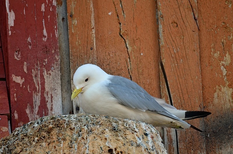 Kittiwake - North Norway