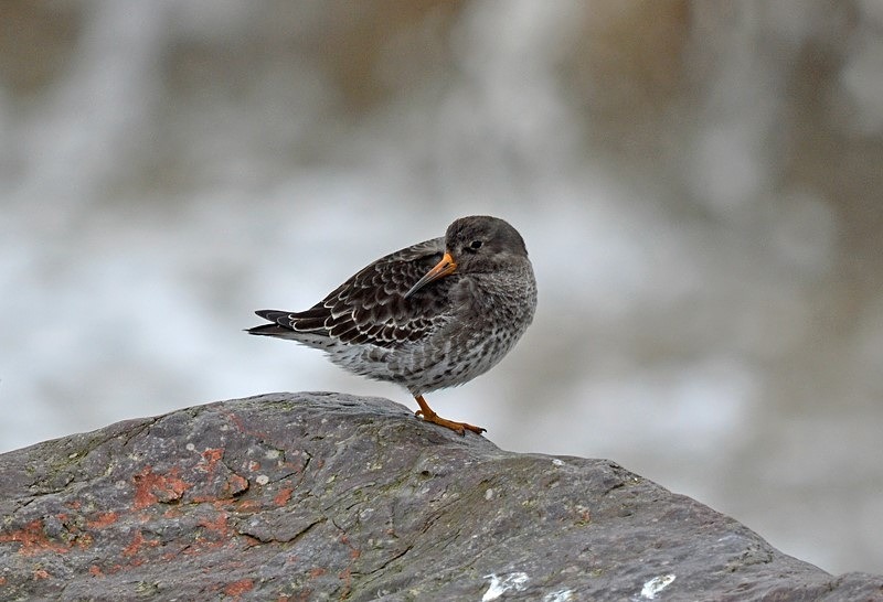 Purple Sandpiper - Sandpipers