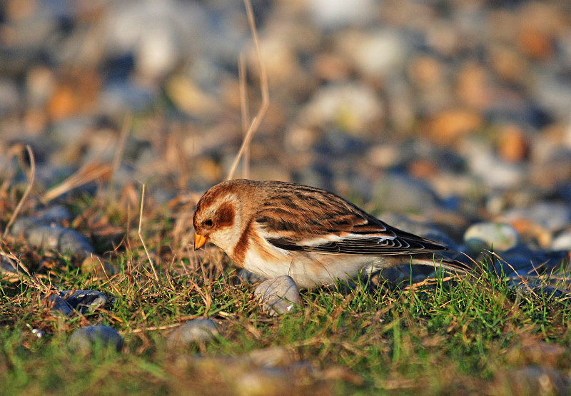 Snow Bunting - Buntings
