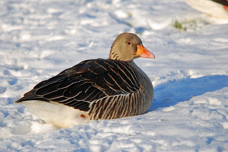 Greylag Goose - Grey geese