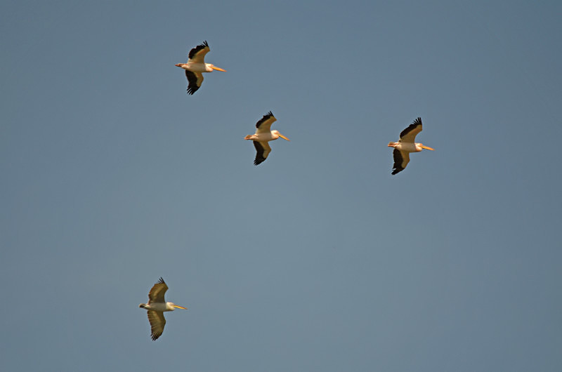 White Pelicans - West Macedonia