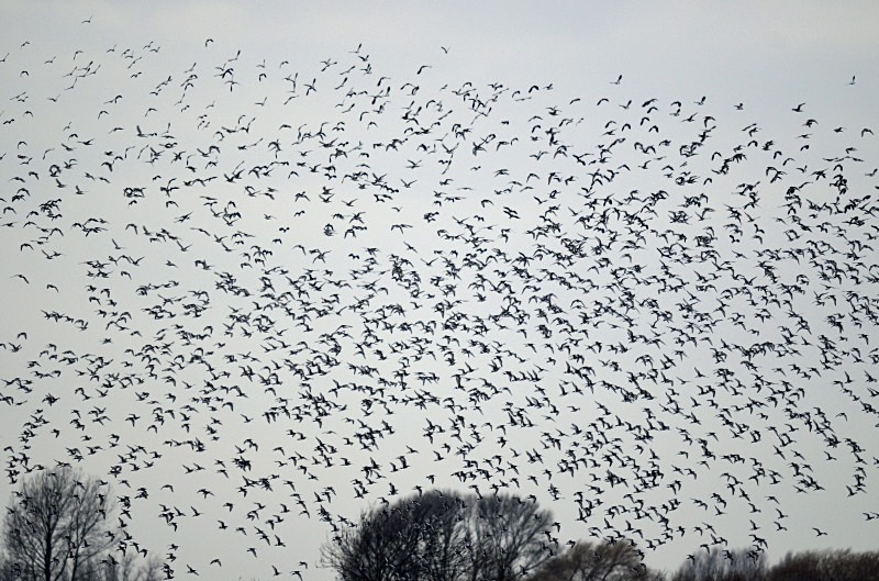 Black-tailed Godwits - Sandpipers