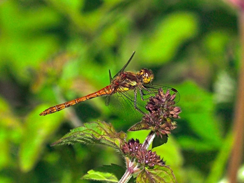 Common Darter - Dragonflies and damselflies