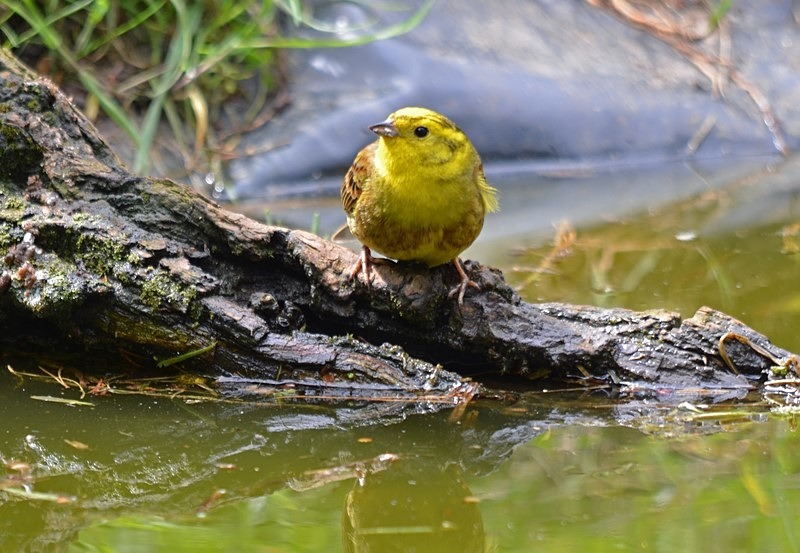 Yellowhammer - Buntings