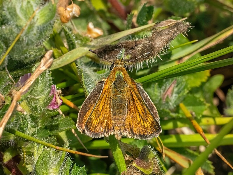 Lulworth Skipper - Butterflies