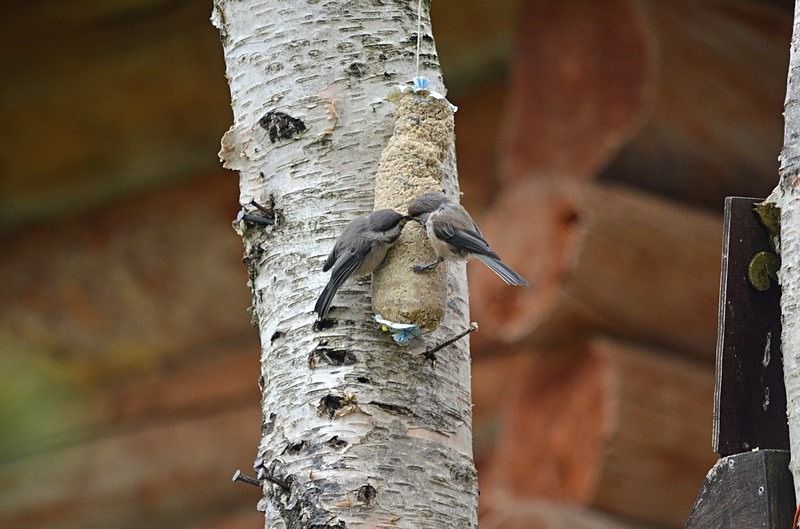 Siberian Tits - North Finland - part 1