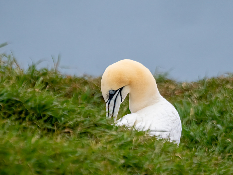 Gannet - Latest photos