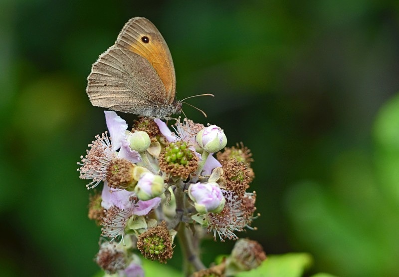 Meadow Brown - Butterflies