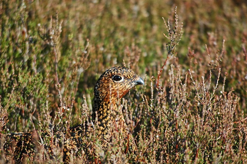Red Grouse - Game birds