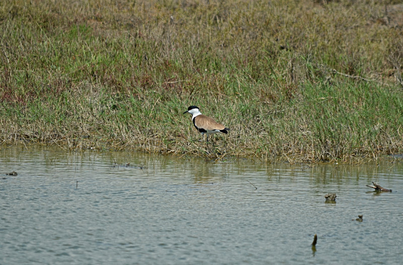 Spur-winged Plover - East Macedonia and Thrace