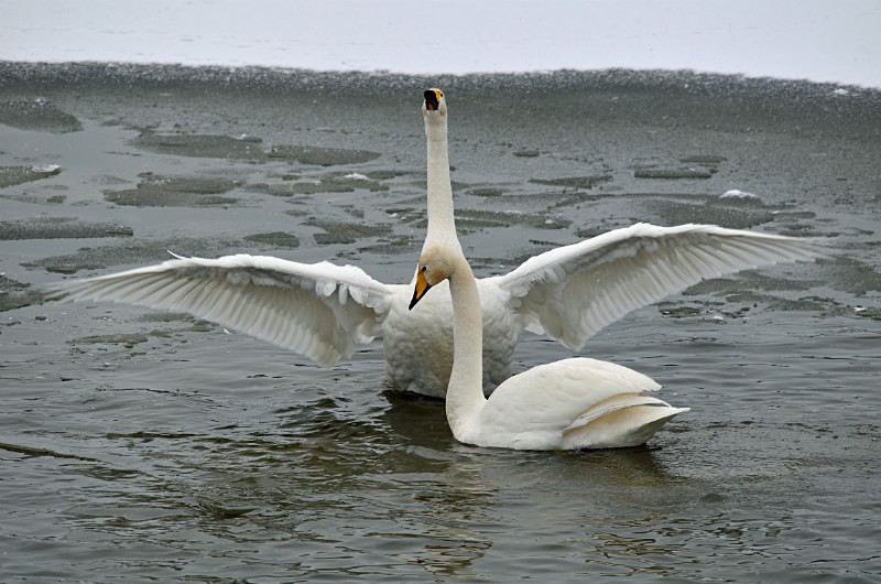 Whooper Swan - Whooper and Bewick's Swans