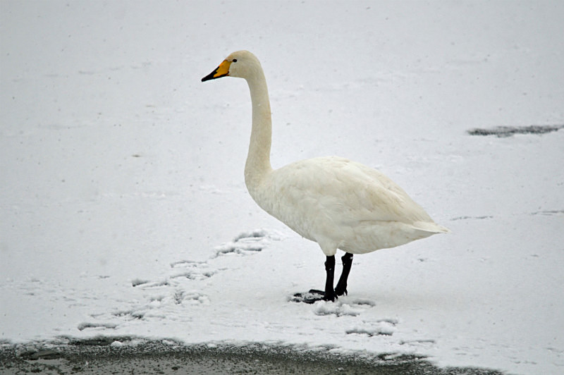 Whooper Swan - Whooper and Bewick's Swans