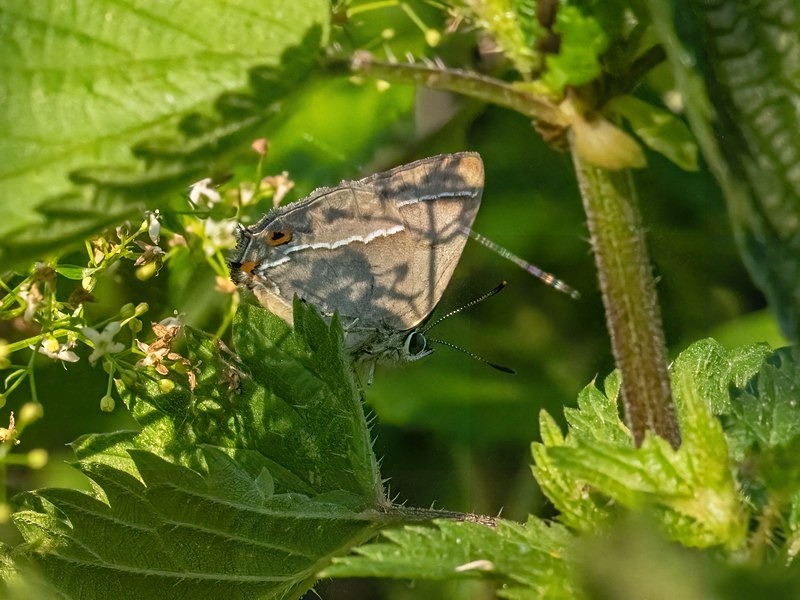 Purple Hairstreak - Butterflies