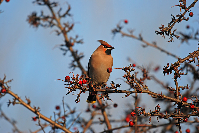 Waxwing - Waxwings