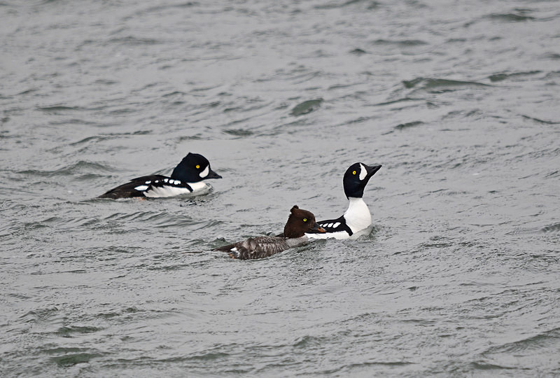 Barrow's Goldeneyes - North east Iceland