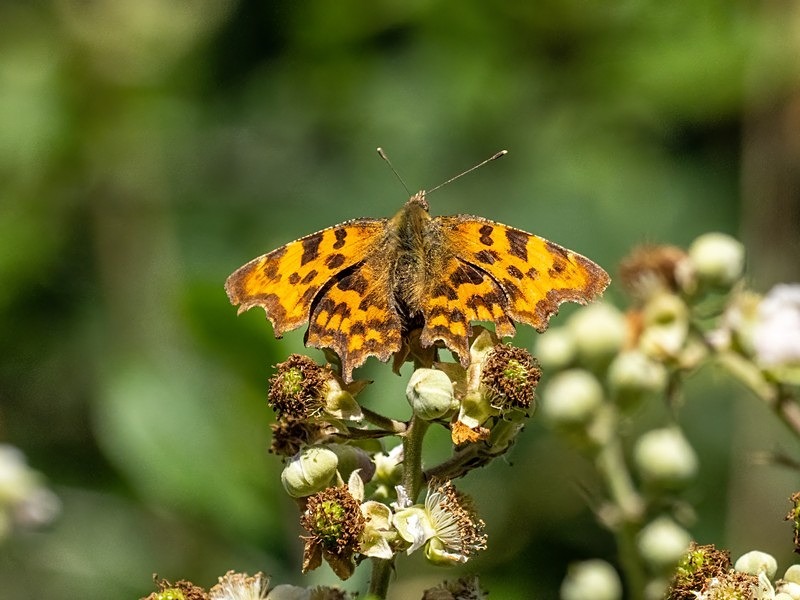 Comma - Butterflies