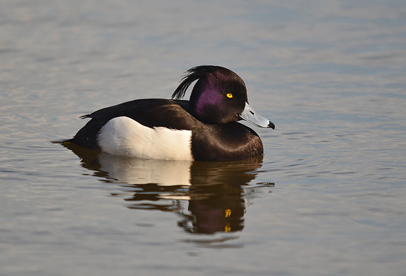 Tufted Duck - Diving ducks