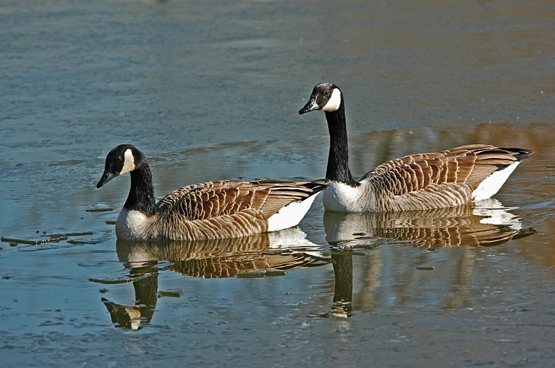 Canada Geese - Black geese