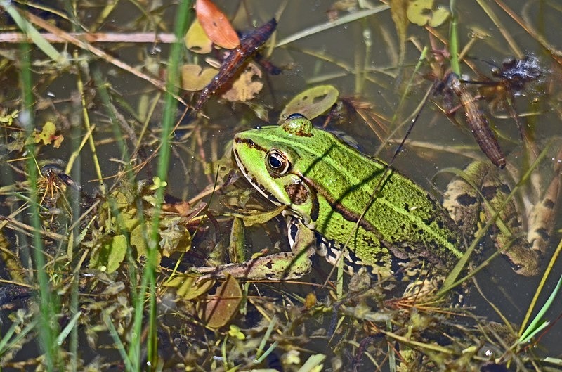 Marsh Frog - Slovakia