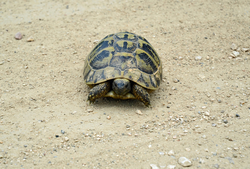 Hermann's Tortoise