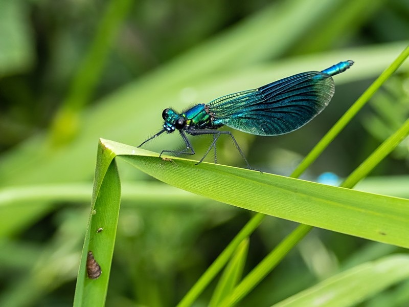 Banded Demoiselle - Dragonflies and damselflies