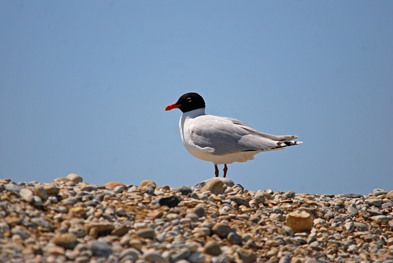 Mediterranean Gull - Gulls