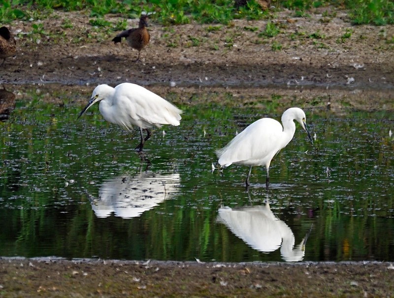 Little Egrets - Herons and egrets