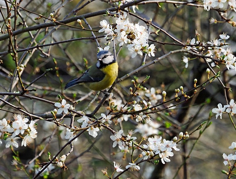 Blue Tit - Tits