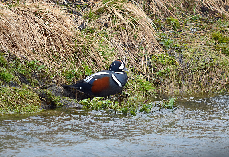 Harlequin Duck - North east Iceland
